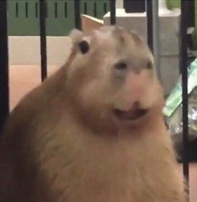 High Quality happy capybara Blank Meme Template
