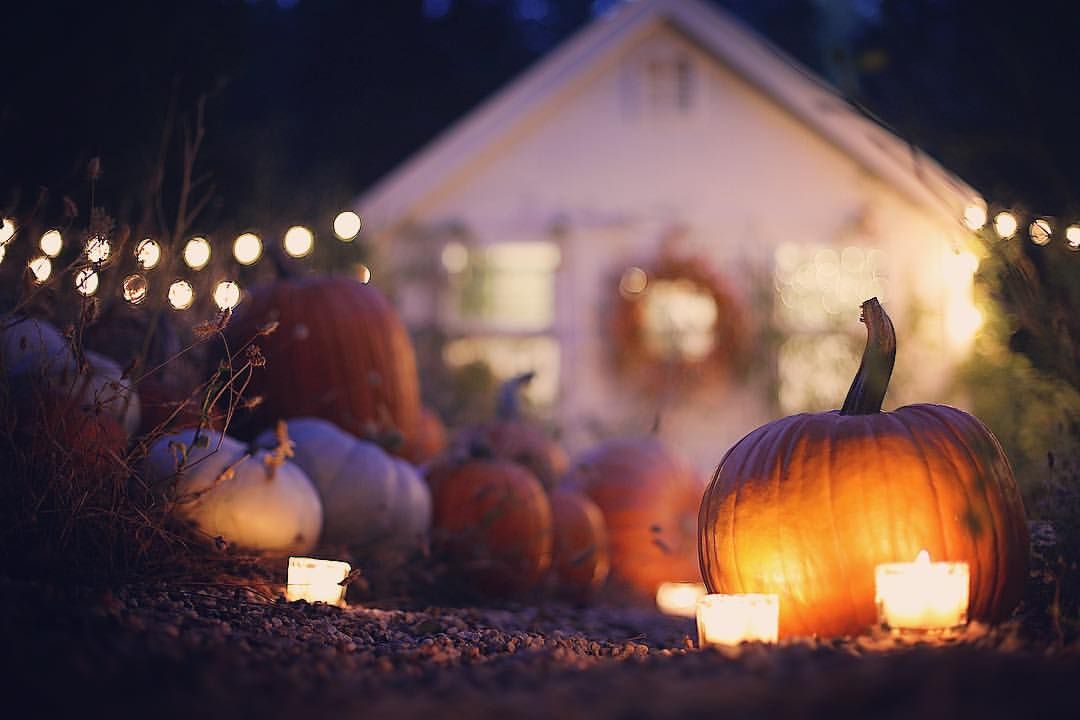 High Quality Pumpkin Patch Blank Meme Template