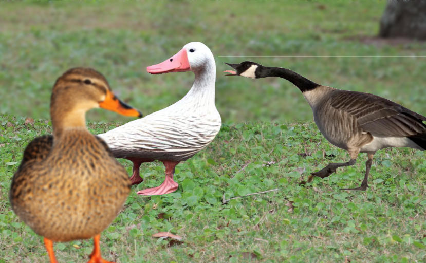 Distracted Duckfriend Blank Meme Template