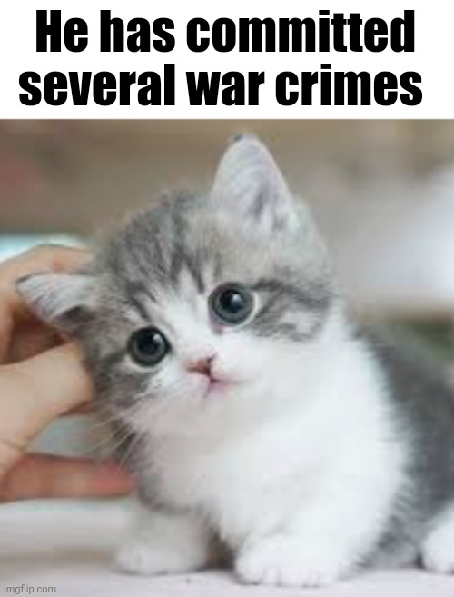 He has committed several war crimes | image tagged in cats,ive committed various war crimes | made w/ Imgflip meme maker