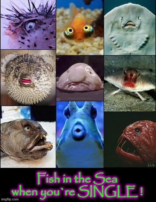 "There`s plenty more fish in the Sea !" | image tagged in fugly | made w/ Imgflip meme maker