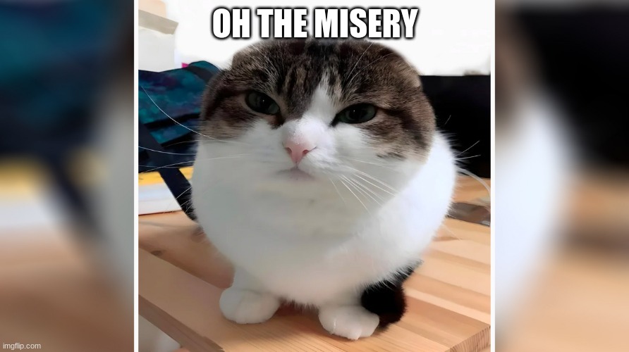 Give context | OH THE MISERY | image tagged in wawa cat oh the misery | made w/ Imgflip meme maker