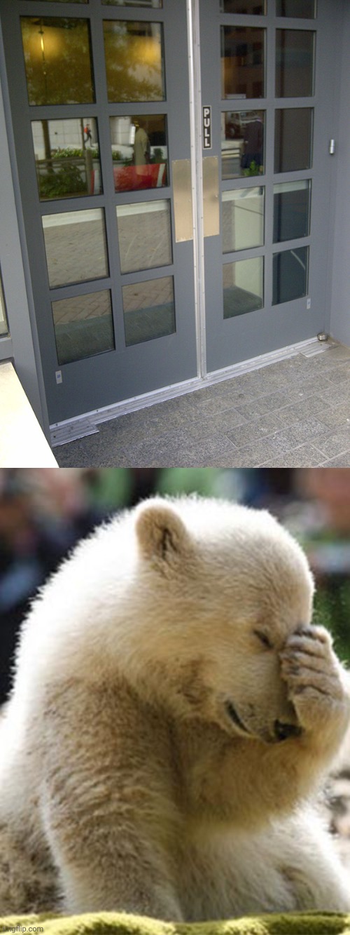 Doors | image tagged in memes,facepalm bear,door,doors,you had one job,pull | made w/ Imgflip meme maker
