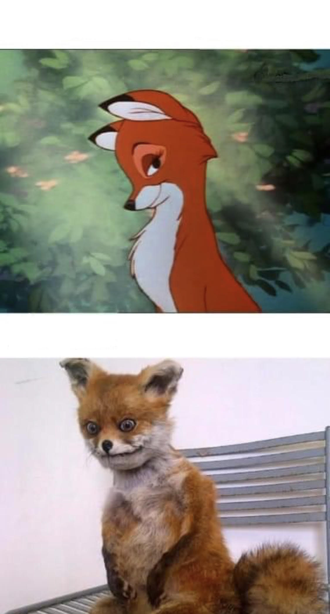 High Quality fox Blank Meme Template