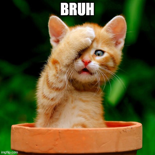 Cat face palm  | BRUH | image tagged in cat face palm | made w/ Imgflip meme maker