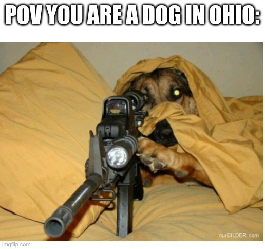 Dogs in Ohio | POV YOU ARE A DOG IN OHIO: | image tagged in blank white template | made w/ Imgflip meme maker