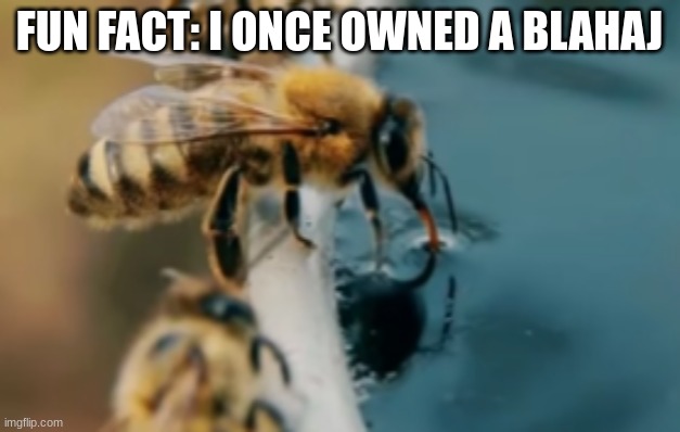 british bee | FUN FACT: I ONCE OWNED A BLAHAJ | image tagged in british bee | made w/ Imgflip meme maker