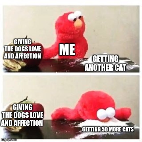 elmo cocaine | GIVING THE DOGS LOVE AND AFFECTION; ME; GETTING ANOTHER CAT; GIVING THE DOGS LOVE AND AFFECTION; GETTING 50 MORE CATS | image tagged in elmo cocaine | made w/ Imgflip meme maker