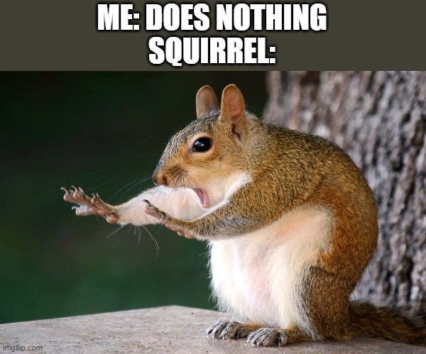 relatable | ME: DOES NOTHING
SQUIRREL: | image tagged in squirrel no | made w/ Imgflip meme maker