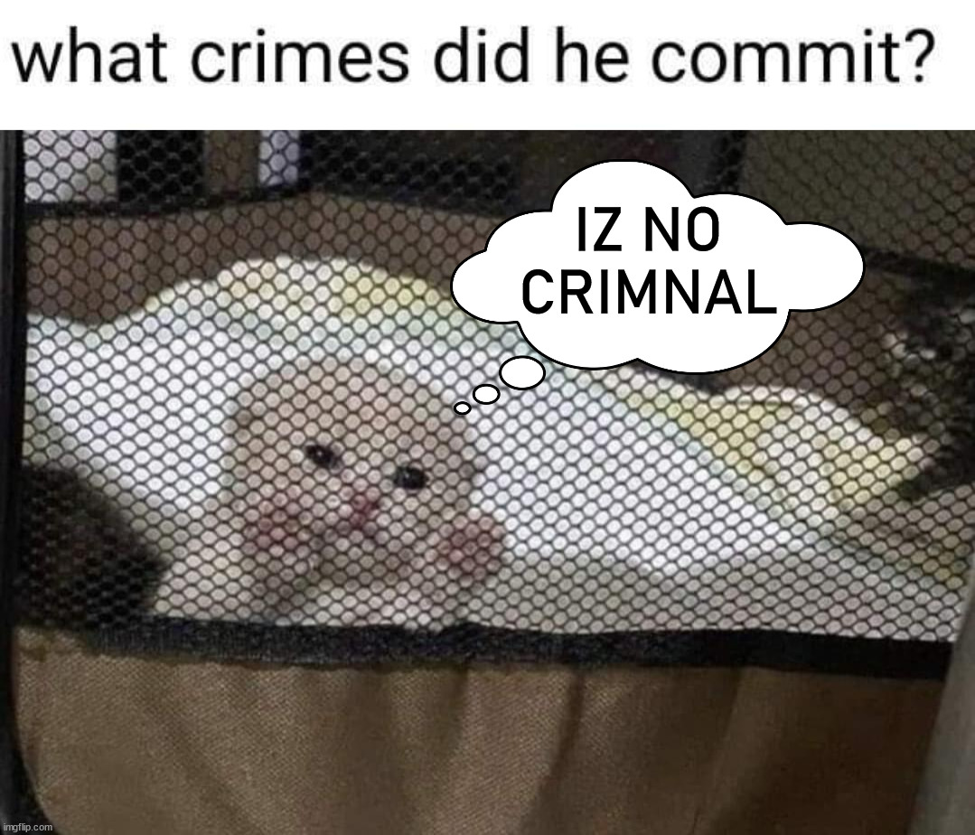 IZ NO CRIMNAL | image tagged in cats | made w/ Imgflip meme maker