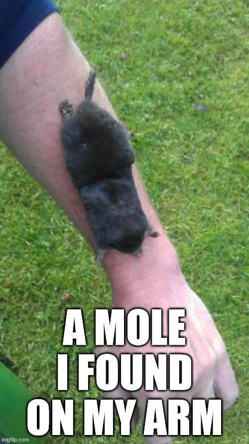 A MOLE I FOUND ON MY ARM | image tagged in eye roll | made w/ Imgflip meme maker