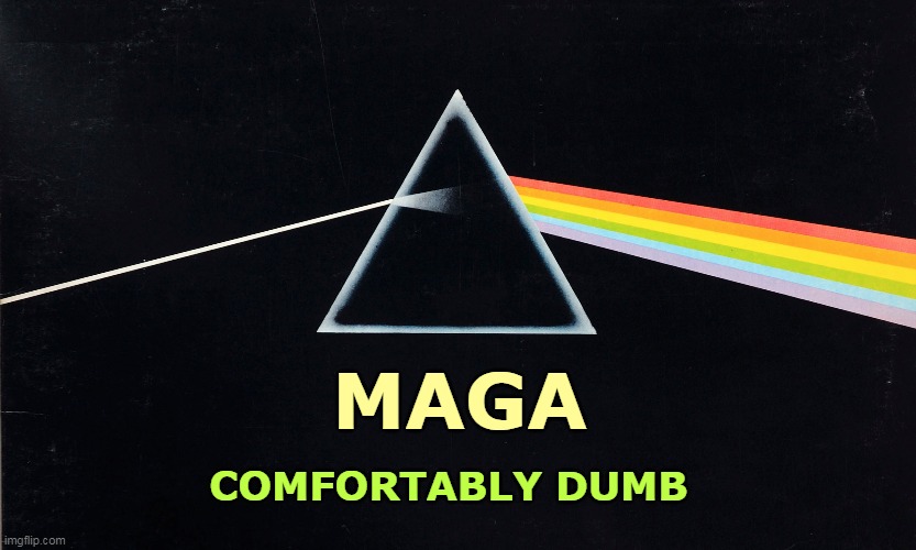 MAGA; COMFORTABLY DUMB | image tagged in maga,qanon,republicans,comfortable,numb,pink floyd | made w/ Imgflip meme maker