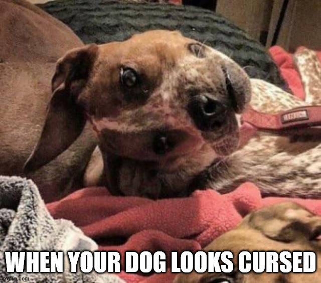 WHEN YOUR DOG LOOKS CURSED | image tagged in cursed image | made w/ Imgflip meme maker
