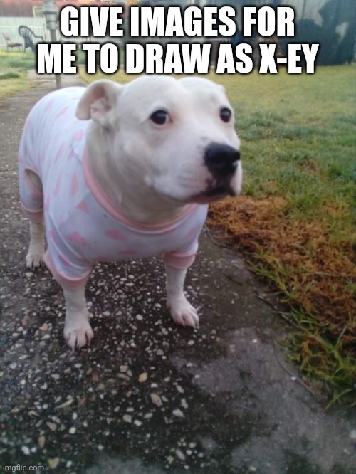 High quality Huh Dog | GIVE IMAGES FOR ME TO DRAW AS X-EY | image tagged in high quality huh dog | made w/ Imgflip meme maker