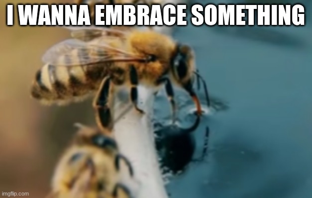 british bee | I WANNA EMBRACE SOMETHING | image tagged in british bee | made w/ Imgflip meme maker