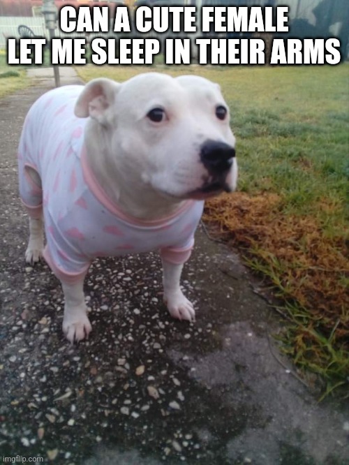 High quality Huh Dog | CAN A CUTE FEMALE LET ME SLEEP IN THEIR ARMS | image tagged in high quality huh dog | made w/ Imgflip meme maker