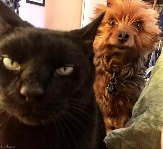 Cat going to kill, dog giving warning look | image tagged in cat going to kill dog giving warning look | made w/ Imgflip meme maker