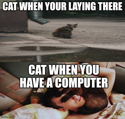 funny | CAT WHEN YOUR LAYING THERE; CAT WHEN YOU HAVE A COMPUTER | image tagged in funny,relatable,cats | made w/ Imgflip meme maker