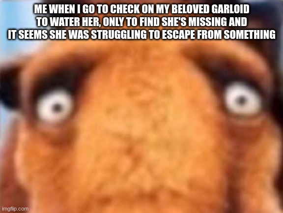 sweetie please come home | ME WHEN I GO TO CHECK ON MY BELOVED GARLOID TO WATER HER, ONLY TO FIND SHE'S MISSING AND IT SEEMS SHE WAS STRUGGLING TO ESCAPE FROM SOMETHING | made w/ Imgflip meme maker