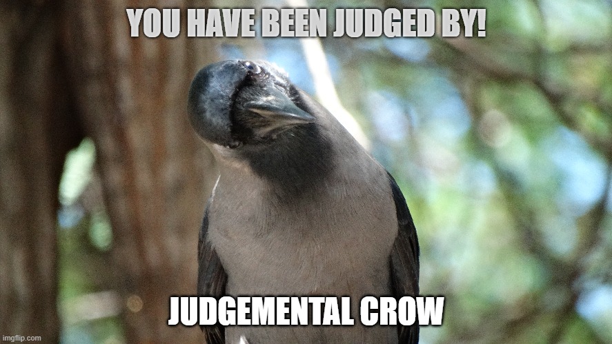 Judgmental Crow | YOU HAVE BEEN JUDGED BY! JUDGEMENTAL CROW | image tagged in memes | made w/ Imgflip meme maker
