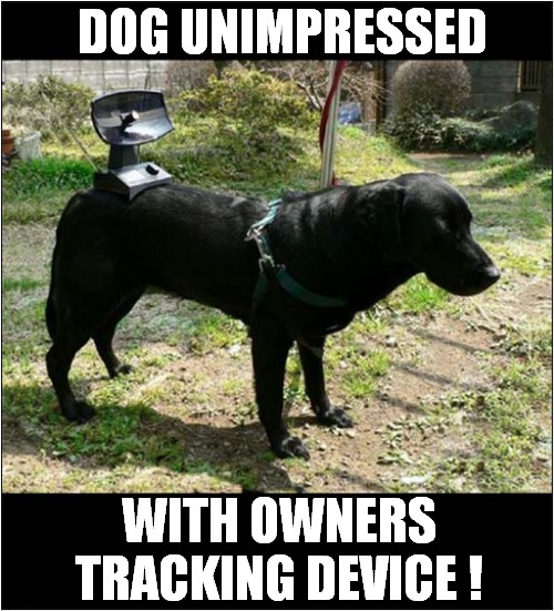 Unhappy Lab ! | DOG UNIMPRESSED; WITH OWNERS TRACKING DEVICE ! | image tagged in dogs,unimpressed,tracking | made w/ Imgflip meme maker