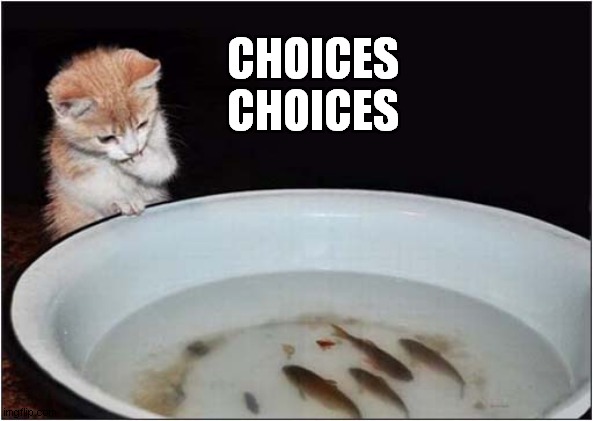 Kitten Goes Fishing ! | CHOICES
CHOICES | image tagged in cats,kittens,fishing,choices | made w/ Imgflip meme maker