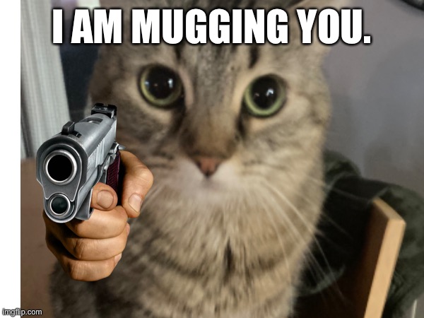 Robbery (Zoey) | I AM MUGGING YOU. | image tagged in cat,cats,sacrifice,scary things | made w/ Imgflip meme maker