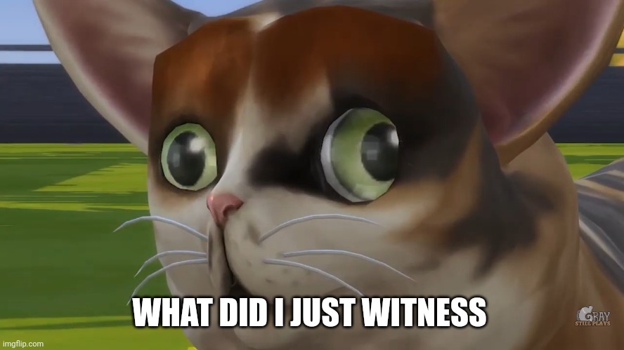 Spleens the cat | WHAT DID I JUST WITNESS | image tagged in spleens the cat | made w/ Imgflip meme maker