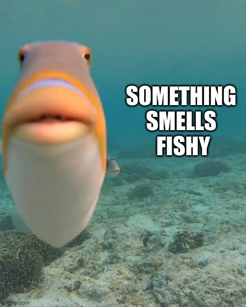 staring fish | SOMETHING 
SMELLS 
FISHY | image tagged in staring fish | made w/ Imgflip meme maker