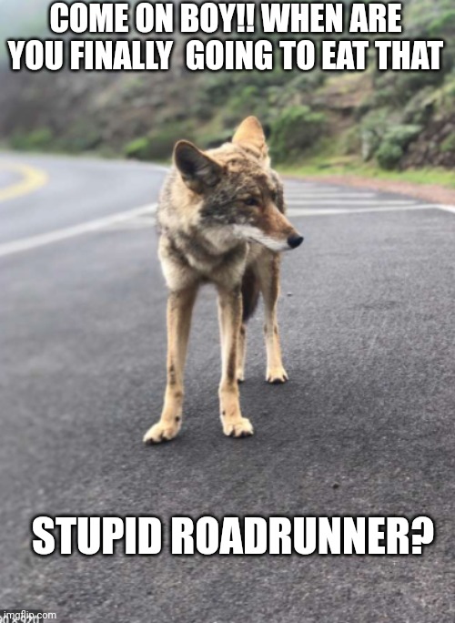 Road Coyote | COME ON BOY!! WHEN ARE YOU FINALLY  GOING TO EAT THAT; STUPID ROADRUNNER? | image tagged in road coyote | made w/ Imgflip meme maker