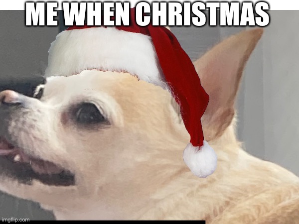 Christmas time! (Spike) | ME WHEN CHRISTMAS | image tagged in dog,dogs,mexican,taco bell,christmas,merry christmas | made w/ Imgflip meme maker