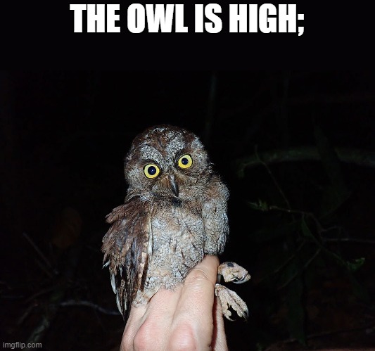 THE OWL IS HIGH; | made w/ Imgflip meme maker