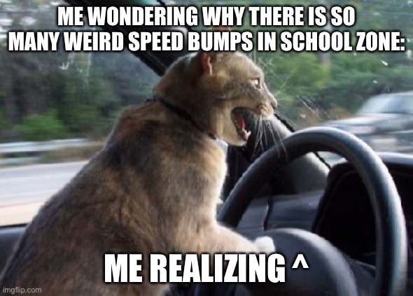 cat driving car | ME WONDERING WHY THERE IS SO MANY WEIRD SPEED BUMPS IN SCHOOL ZONE:; ME REALIZING ^ | image tagged in cat driving car | made w/ Imgflip meme maker