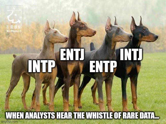 Call an analyst | ENTJ; INTJ; INTP; ENTP; WHEN ANALYSTS HEAR THE WHISTLE OF RARE DATA... | image tagged in doberman colours,mbti,myers briggs,personality,memes,dogs | made w/ Imgflip meme maker