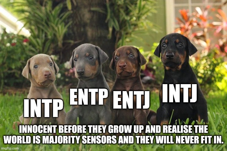 Innocent analysts | INTJ; ENTP; ENTJ; INTP; INNOCENT BEFORE THEY GROW UP AND REALISE THE WORLD IS MAJORITY SENSORS AND THEY WILL NEVER FIT IN. | image tagged in doberman puppies,mbti,myers briggs,dogs,personality,memes | made w/ Imgflip meme maker