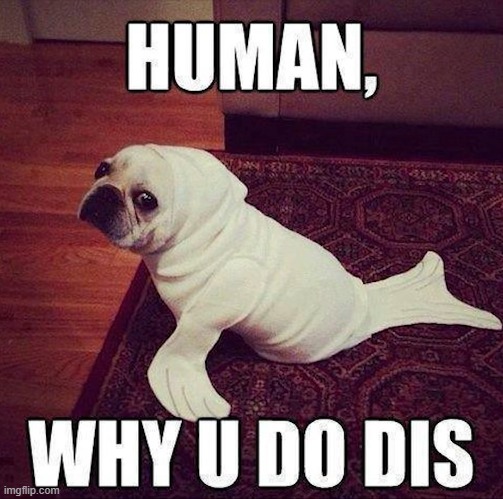 dog wearing fish clothes | image tagged in dogs | made w/ Imgflip meme maker