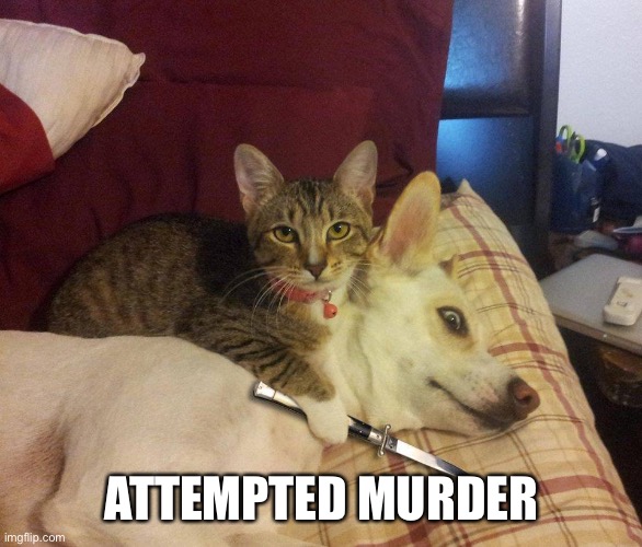 cat, dog & knife | ATTEMPTED MURDER | image tagged in cat dog knife | made w/ Imgflip meme maker