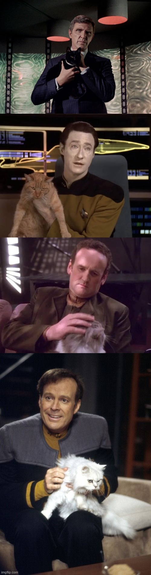 Cats in Star Trek | image tagged in cats,memes,star trek | made w/ Imgflip meme maker