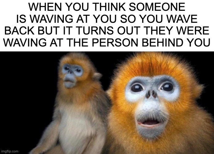 Akward | WHEN YOU THINK SOMEONE IS WAVING AT YOU SO YOU WAVE BACK BUT IT TURNS OUT THEY WERE WAVING AT THE PERSON BEHIND YOU | image tagged in monkeys | made w/ Imgflip meme maker