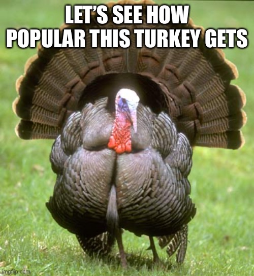 If we get 20 upvotes I will force a vegan to eat turkey for thanksgiving | LET’S SEE HOW POPULAR THIS TURKEY GETS | image tagged in memes,turkey | made w/ Imgflip meme maker