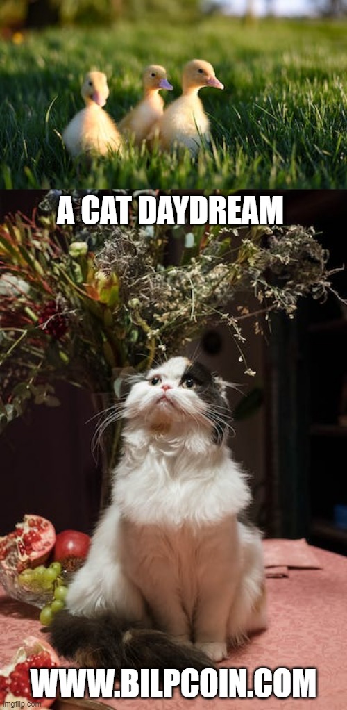 A CAT DAYDREAM; WWW.BILPCOIN.COM | made w/ Imgflip meme maker