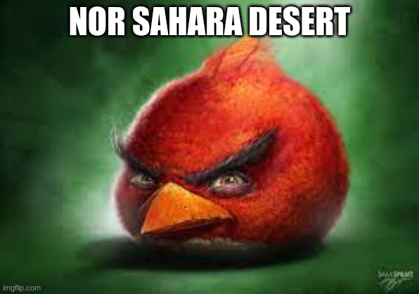 Funny meme | NOR SAHARA DESERT | image tagged in realistic red angry birds | made w/ Imgflip meme maker