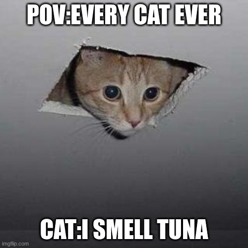Ceiling Cat Meme | POV:EVERY CAT EVER; CAT:I SMELL TUNA | image tagged in memes,ceiling cat | made w/ Imgflip meme maker