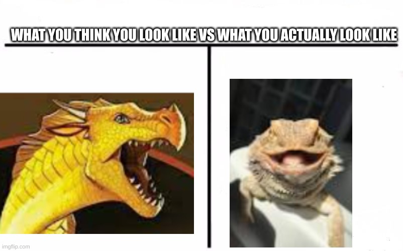 Catchy title | WHAT YOU THINK YOU LOOK LIKE VS WHAT YOU ACTUALLY LOOK LIKE | image tagged in who would win blank,bearded dragon,wof | made w/ Imgflip meme maker