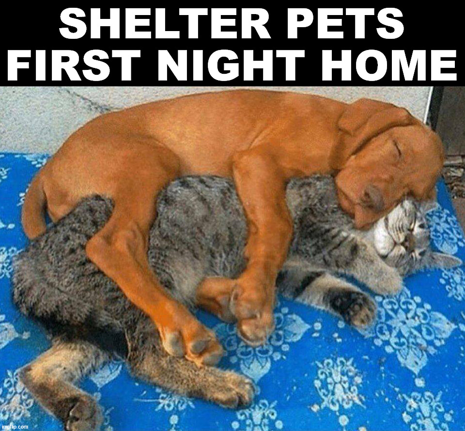 SHELTER PETS FIRST NIGHT HOME | image tagged in wholesome | made w/ Imgflip meme maker