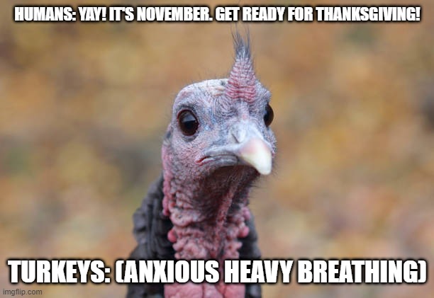 Not Again | HUMANS: YAY! IT'S NOVEMBER. GET READY FOR THANKSGIVING! TURKEYS: (ANXIOUS HEAVY BREATHING) | image tagged in funny,memes,turkey,thanksgiving,heavy breathing,dank memes | made w/ Imgflip meme maker