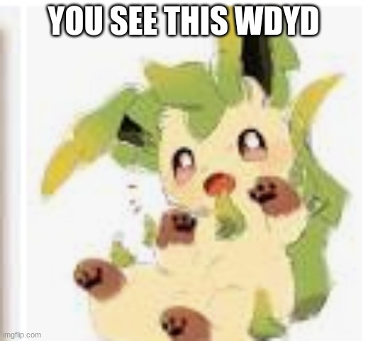 cute leafeon | YOU SEE THIS WDYD | image tagged in cute leafeon | made w/ Imgflip meme maker