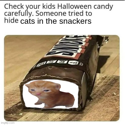 I wish to take a bite. | cats in the snackers | image tagged in halloween candy | made w/ Imgflip meme maker