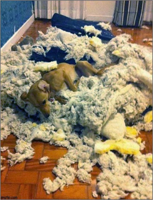 Doggy Destruction ! | image tagged in dogs,destruction | made w/ Imgflip meme maker