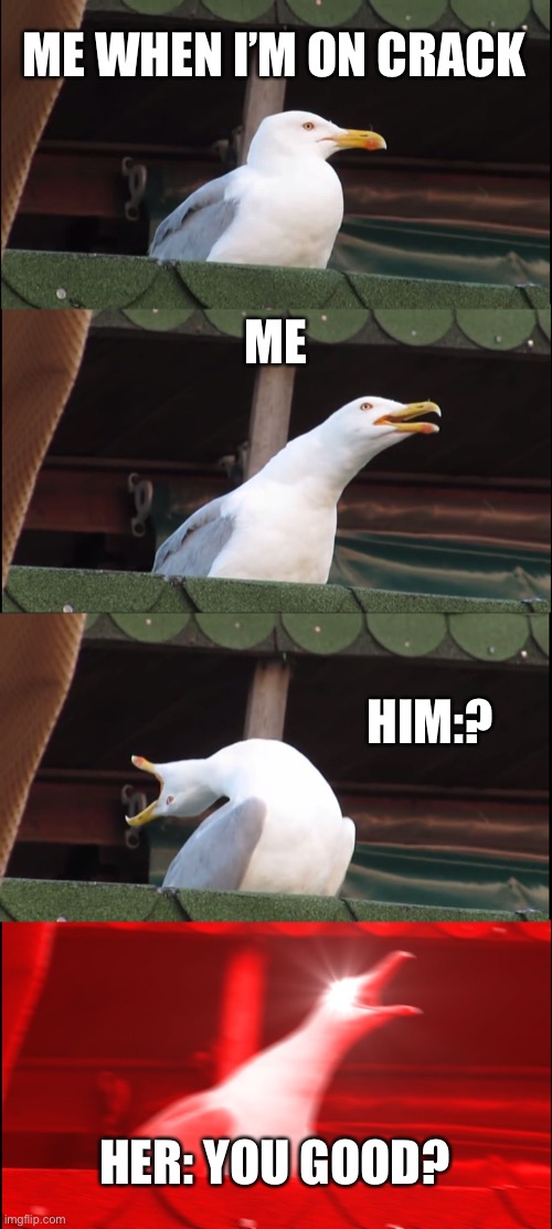 Crack | ME WHEN I’M ON CRACK; ME; HIM:? HER: YOU GOOD? | image tagged in memes,inhaling seagull | made w/ Imgflip meme maker